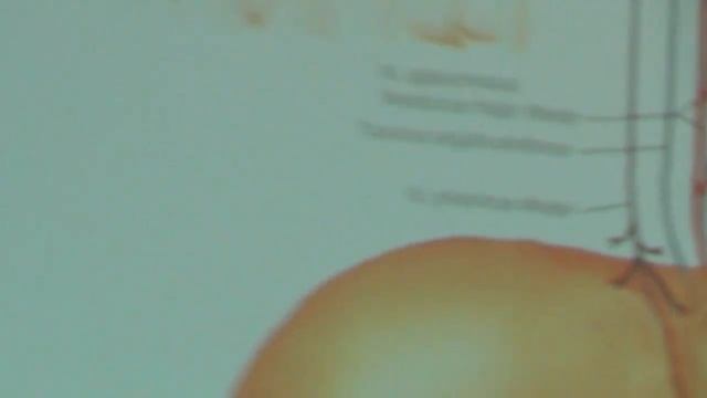 Иннервация печени. Фрагмент обучения висцеральному м? смотреть онлайн