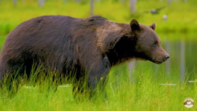 🌲Дикая природа: Звуки природы 🐻