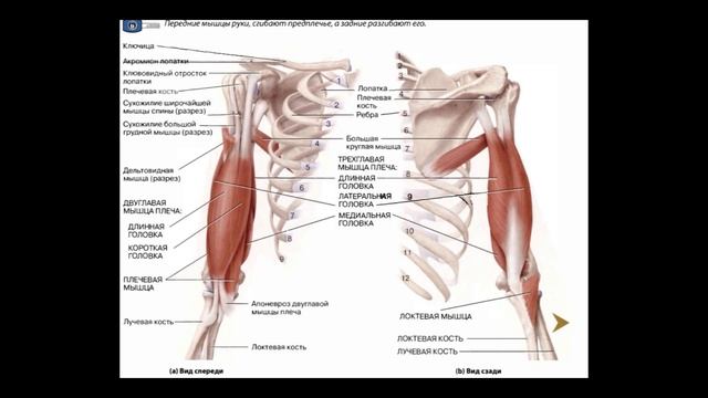 Мышцы руки смотреть онлайн