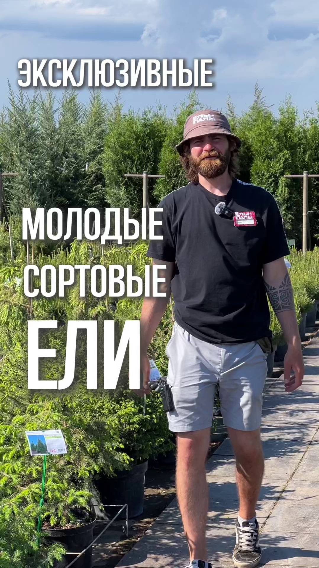 Ели эксклюзивных сортов в продаже питомник "ЁЛЫ-ПАЛЫ"