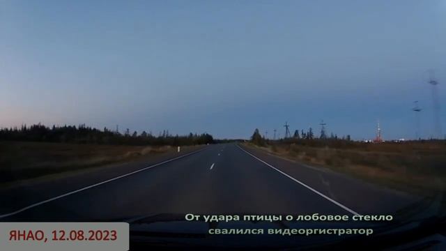 Птица разбила о лобовое стекло автомобиля смотреть онлайн