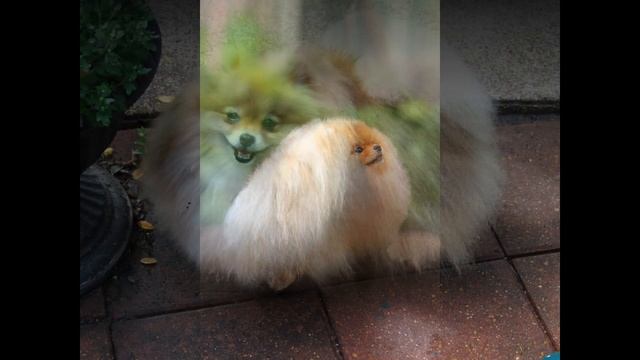 Померанский шпиц (Pomeranian Spitz)