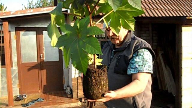 Высадка клещевины