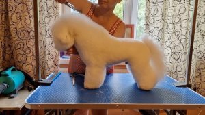Урок 2: Стрижка Бишон Фризе✂️ #Graff_Bright_Star_Dog #BichonFriseUkraine #