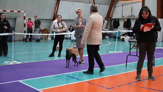 Выставка собак 10.11.2024⭐️GRAZIA ITALIANA⭐️MISS DIANA THE WINNING🔥🔥BIG-