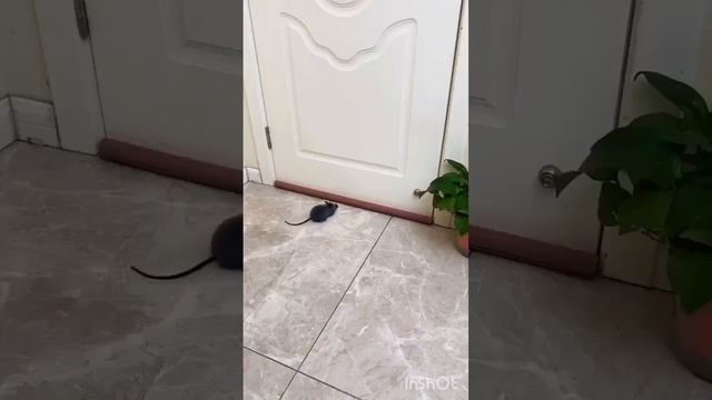 Лайфхаки для дачи и сада