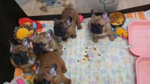 Французские бульдоги,,Натальи Ломоносовой,, Питомник ?