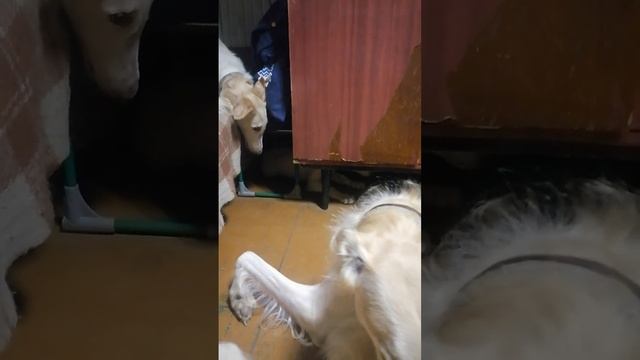 кто, кто в теремочке живёт? щенок русской псовой борзо?