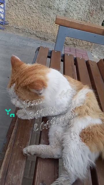 #котики #кошка #киса #домашниеживотные #кошки #пес #собакадругчеловека #собака #собаки #щенок #мимим