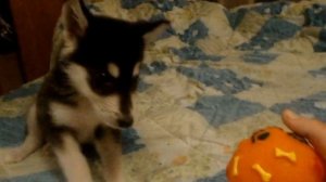 Маламут Аля воет . Вой щенка маламута .