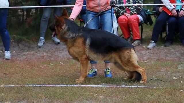 ОЧ ХОР 1 JCAC DE ORSE MAK FLAI PINTO смотреть онлайн