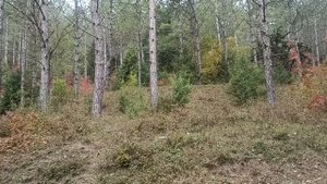 390/По грибы в Новороссийске/Какие грибы растут на юге/П