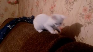 Котята - Беляш и Пушок бесятся на даче