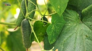 1 Ст. Ложка Под Куст Огурцов. Умножаем Завязь. До 100 Кг Урожая С Куста Делюсь Рецептом Подкормки!