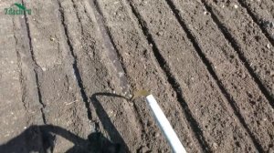 Знакомьтесь: фиолетовая морковь - 7 дач