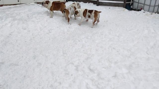 БУЛЬДОГИ на прогулке, вся семья в сборе😊❤26.02.2026 смотреть онлайн