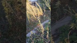 Как я купила заброшенную дачу 2023 г