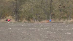 Охота с борзыми Тазы