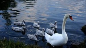 «Віденський вальс» Франц Шуберт / «Viennese Waltz» Franz Schubert