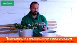 ✿ ОДУВАНЧИКИ ВМЕСТО ХИМИИ! Боремся с тлей, трипсами, паутинным клещом