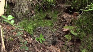 Вышел зайчик погулять