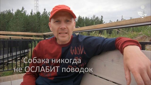 Воспитание собаки без наказания - как это?