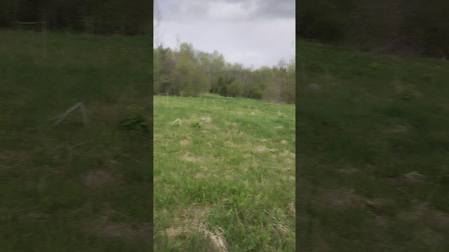 23-05-2025 Сибирская роза, купавница, или жарки, расвели