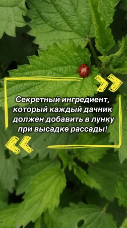 Что даёт крапива при гниении в лунке для рассады