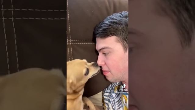 Парень и чихуахуа (часть 1) смотреть онлайн