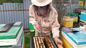 Подготавливаем племенную семью для вывода маток