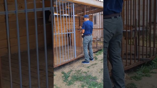 Коррекция поведения собаки7 707 529 93 63. Мурат.