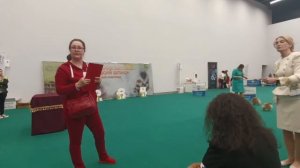 Национальная монопородная выставка НКП Немецкий шпиц