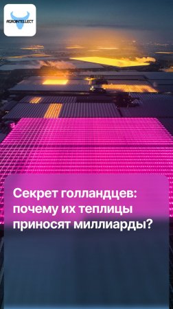 Секрет голландцев: почему их теплицы приносят миллиарды?