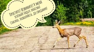Записки юных натуралистов - Пса Кубика и Артёма. Записали лося, косуль, аистов! С аистами осторожнее