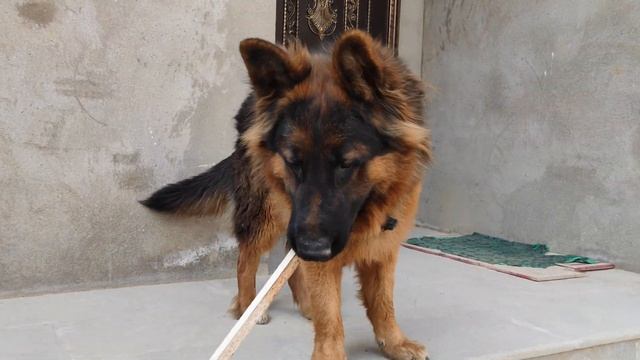 German Shepherd long coat Dix 14 month old / немецкая овчарка длинношерст