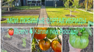 Здравствуйте 🛒🛍/Дачный влог/Посадка Томатов 🍅/Что Ложу в лунку Мой Способ