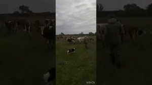 Бордер колли Лейла. Работа по КРС