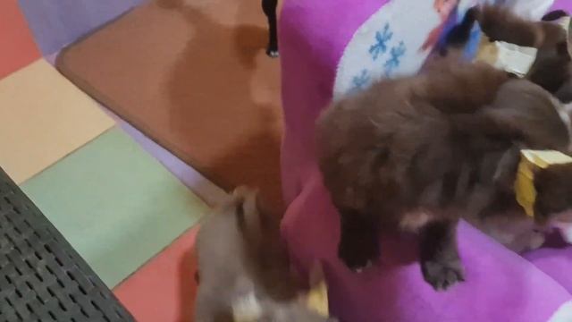 мои любимые малыши ясли чихуахуа питомник Кастропуло смотреть онлайн