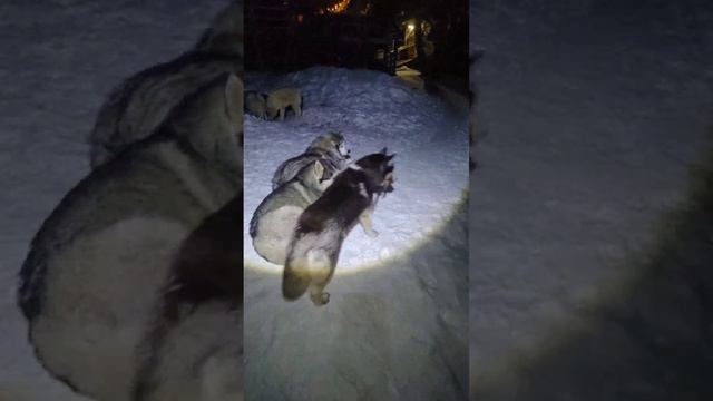 10 #хаски и конец первой недели 2025 смотреть онлайн