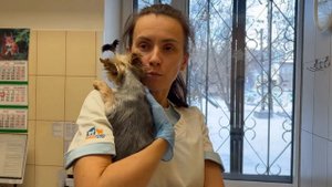 Нужно ли кастрировать или стерилизовать собак и кошек