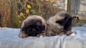 Шикарные мальчишки пекинесы 2 месяца
