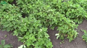 Борная кислота в саду. Опрыскиваем садовую землянику и томаты, боремся с муравьями - 7 дач