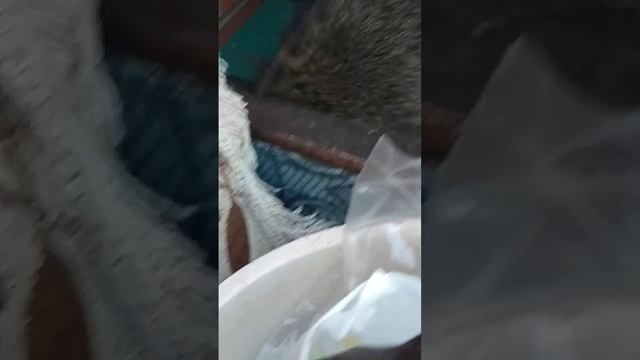 МаНяшка, дедушкина помощница во всех делах.