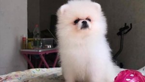 Щенок шпица с 1 до 7 месяцев 🐾 #шпиц