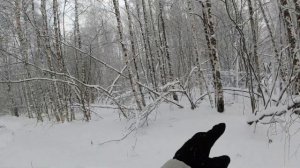 Охота на зайца с гончими 11.11.2024 #dog #hunting #охота #собака #an