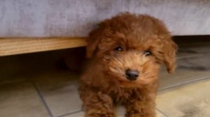 Сбылась моя мечта, знакомьтесь щенок мальтипу по имен?