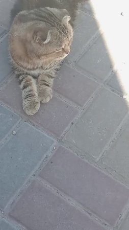 Котэ