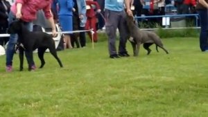 Выставка собак  кане корсо Днепропетровск 2016. Юниоры с