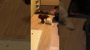 Той пудель toy poodle микро ВЯЗКА МОСКВА ИЩЕТ НЕВЕСТУ(China)1.6