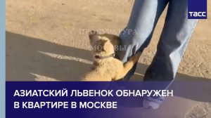 Азиатский львенок обнаружен в квартире в Москве